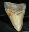 Inch Megalodon Tooth #1164-1